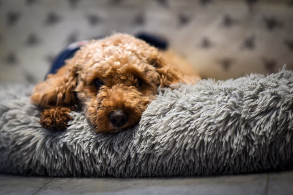 King's School Rochester Weekly News